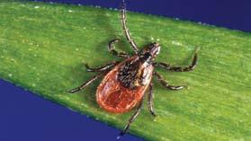 How can I keep ticks away? You can wear insect repellent and stay out of tall weeds. If you are in a place where ticks live, take a bath or shower after you come inside.