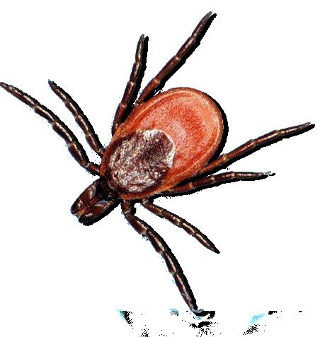 If a tick bites you and soon after you get a fever, a skin rash, or feel really, really tired, tell your parents. The tick may have given you some germs.