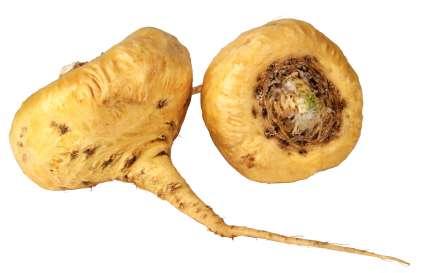 MACA (Lepidium peruvianum) Maca is an herbaceous plant native to the Peruvian Andes. Maca is resistant to frost, hail and drought.