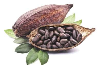COCOA (Theobroma cacao) Peru is considered one of the main centers of origin of cocoa and in 2012 it was declared a Nation's Natural Heritage.