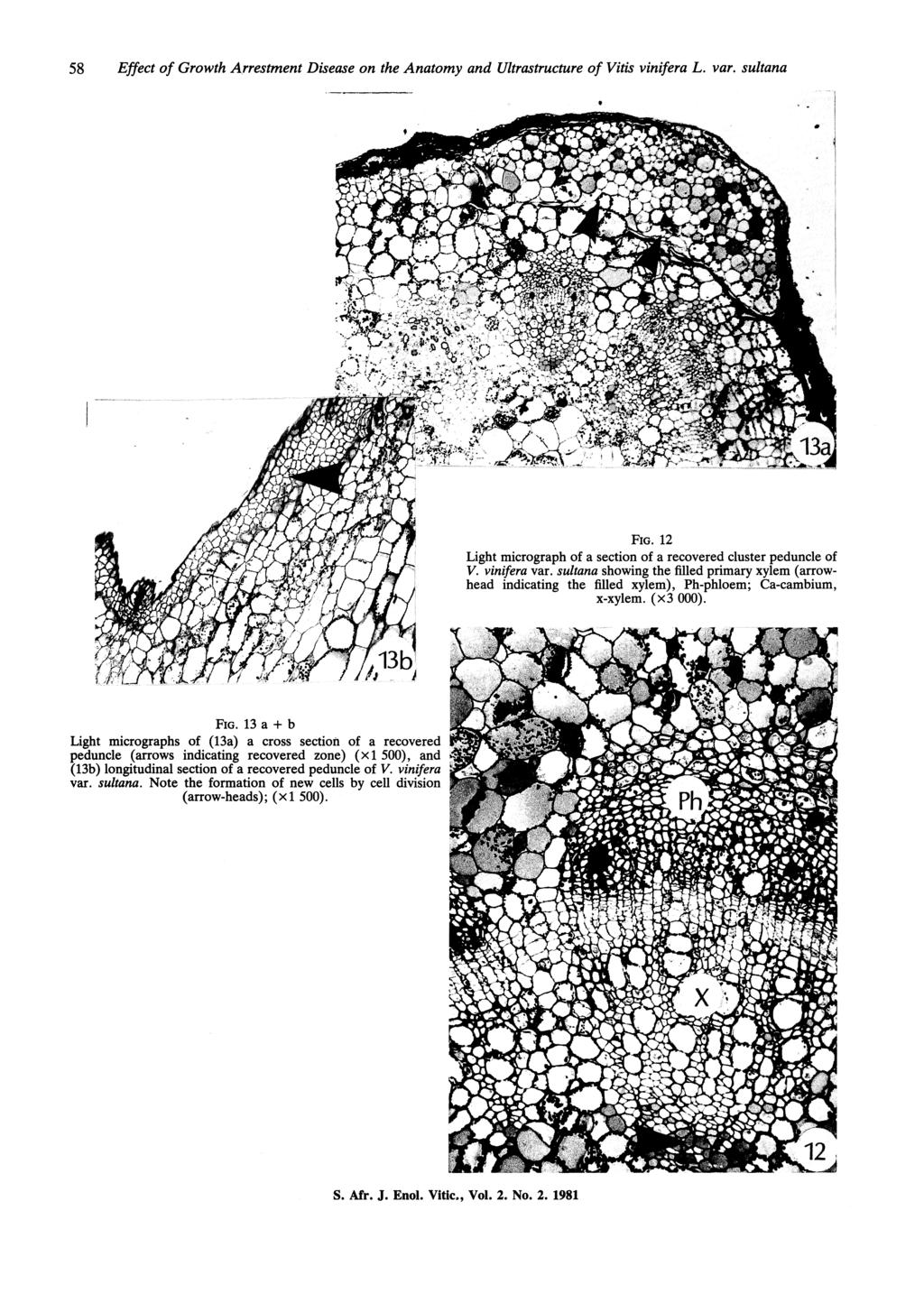 58 Effect of Growth Arrestment Disease on the Anatomy and Ultrastructure of Vitis vinifera L. var. sultana FIG. 12 Light micrograph of a section of a recovered cluster peduncle of V. vinifera var.