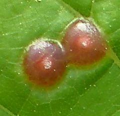 The galls resemble those of phylloxera, but the galls are not open on the top like phylloxera (See phylloxera photos below).