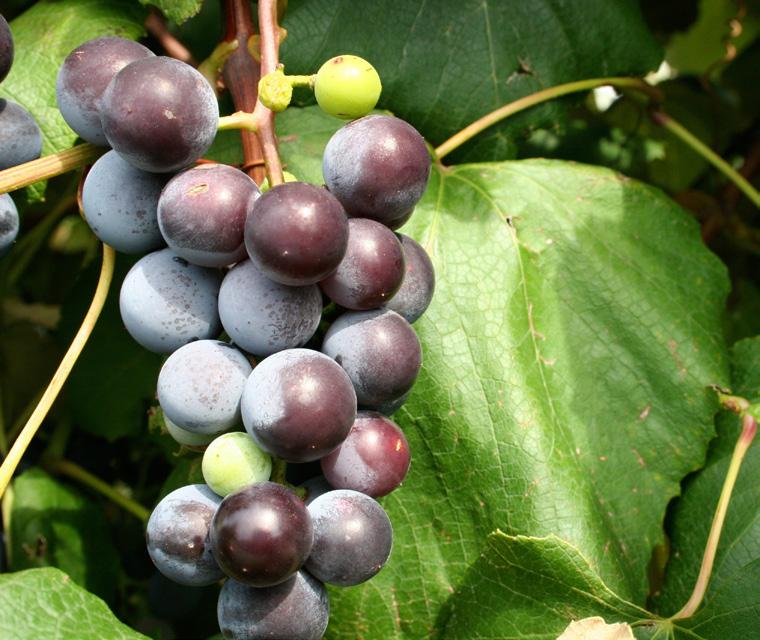 Lake Erie Regional Grape Program grape bud in intermediate