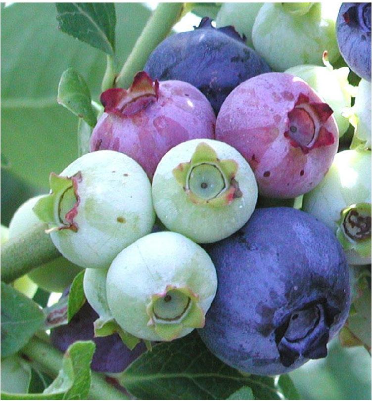 Management of Resistance to Fungicides used for Botrytis Control in Berries Tobin Peever David Dutton Olga Kozhar Dalphy Harteveld