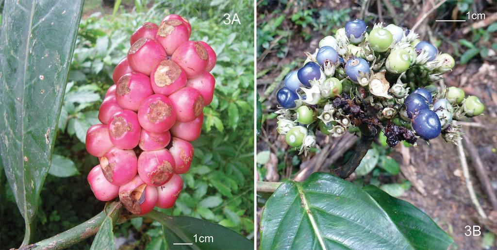 Considering all the economical development planned in this part of Liberia, I propose Endangered for this subspecies (B1 & B2 ab(iii) IUCN 2015). Fig. 3. A. Gaertnera spicata fruits. B. Gaertnera cooperi fruits.