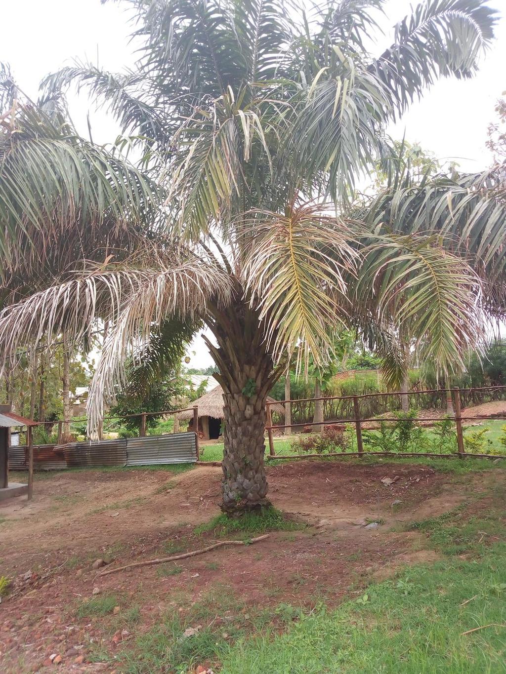 Palm tree - Elaeis guineensis Local name: Lugbara: mbira Congo: mbela Kakwa: ngasi Fleshy part of fruit is eaten mostly by children Yellow cooking oil is