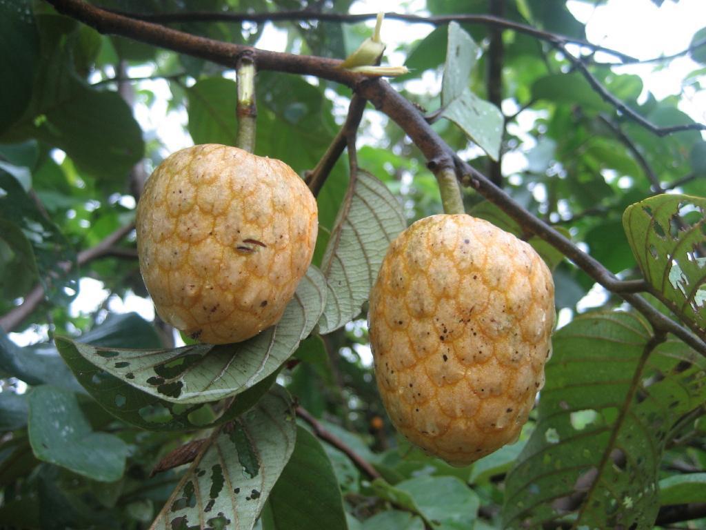 Anonna senegalensis - African custard-apple, wild custard apple, and wild soursop Local names: Lugbara: Lipa, Kakwa: Lomuda