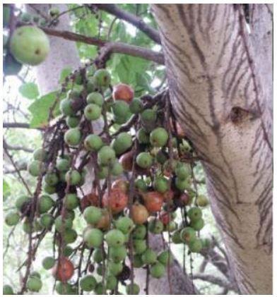 Ficus sur (fig species) Local names: Madi: