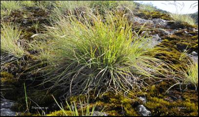 Indigenous grasses like Coix lacryma-jobi, Setaria italic, Echinochloa crusgalli, Eleusine coracana, Panicum miliaceum, etc. are cultivated on limited scale for their edible grains in some localities.