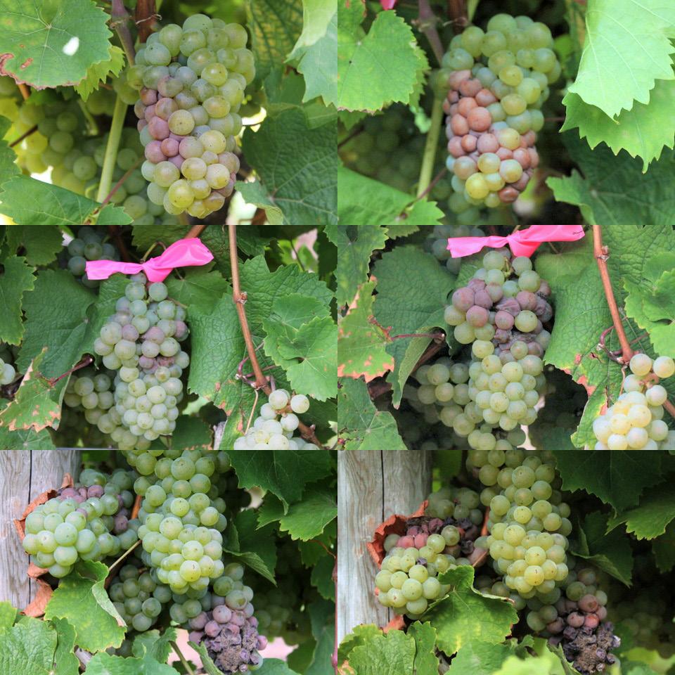 Before and After the Rain: Fruit Rots on Riesling Tim Martinson Our Riesling block at the Loomis Farm at NYSAES has a modest amount of fruit rot in some of the leaf removal treatments.