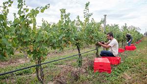 The first grapes to arrive at the crush pad were Marquette grapes harvested from the Finger Lakes Teaching & Demonstration Vineyard, which is a collaborative effort of Cornell Cooperative Extension s