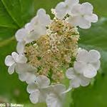 cucullaria Elderberry*