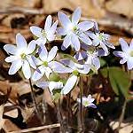 leaves different Hepatica -