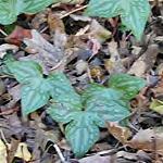 Sharp-lobed, leaf Hepatica 