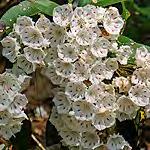 Laurel* Kalmia latifolia