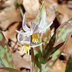 Fawn Lily) Erythronium