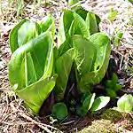 Skunk Cabbage - early