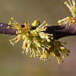 Garden Currant* Ribes