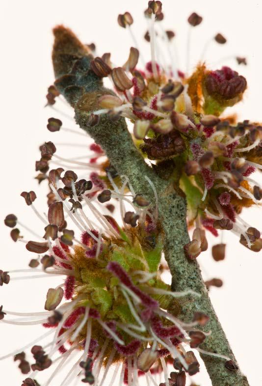 Slippery Elm Ulmus rubra early blooms flowering in