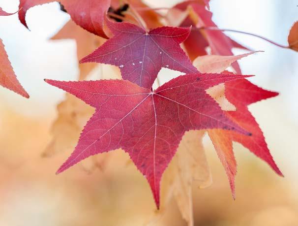 Sweetgum Liquidambar styraciflua leaves turn a variety of colors in autumn. makes a good chewing gum, known to many school boys a hundred years ago throughout the tree s range.