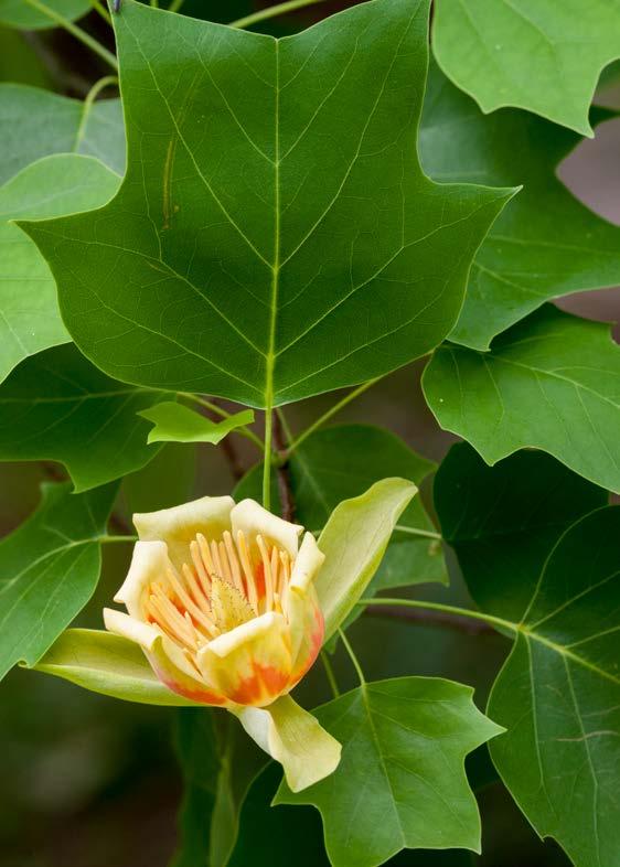 Tulip Tree Liriodendron tulipifera showing typical flowers and