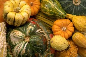 Think GloballY Healthy, Affordable & Seasonal EATS by Alyssa Tombler Looking at the bountiful array of colors and shapes of squash in the produce aisle can be intimidating!