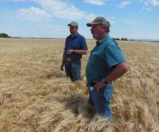 There were two major events that re-configured the Oregon malting barley variety development picture: one originated in Belgium and the other in Brnsville (Oregon).