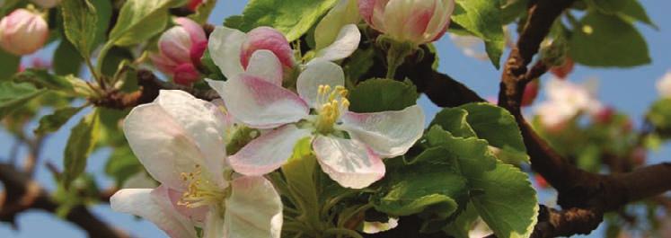 > ORCHARD BLOSSOMS Greg Davies details the optimism with this year s Real Cider supply > The arrival of spring completes the cycle of the cider making year and heralds the most crucial period when
