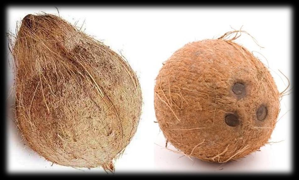 Husked Coconut ( Full and Semi ) : We offer an excellent quality range of Full and semi Husked Coconut. The coconut is a tropical fruit which is rich in protein.