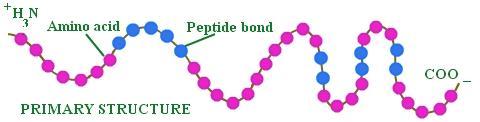 A Brief Detour into Amino Acids Polypeptides