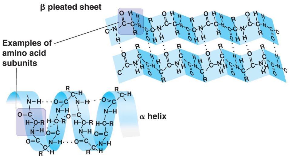 proteins The Primary Structure folds and
