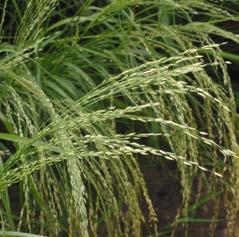 oats grama and panic grass.