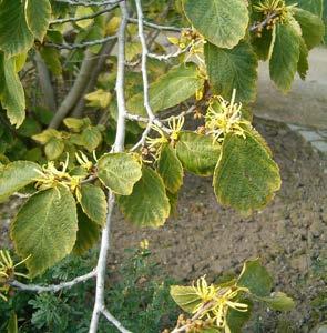 Witch Hazel A native shrub with a distinctive shape in the winter, that along with nannyberry and serviceberry, will provide a structure
