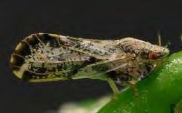 Asian Citrus Psyllid threat to Santa Barbara County Author: Surendra Dara February 2, 2011 In light of spotting a couple of Asian citrus psyllids (ACP) in Ventura County about a month ago, it is