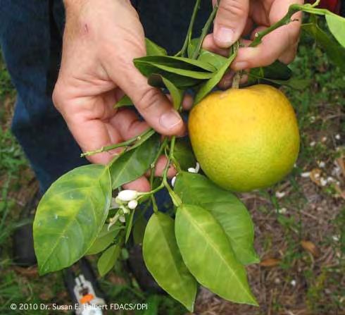 Yellowing of leaves due to citrus greening