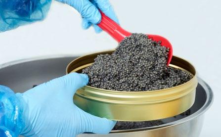 All stages starting from fertilized eggs up to the final caviar production are managed by Royal Belgian Caviar.