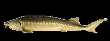 7mm Sturgeon age: At least 4 years Colour of the eggs: Unique
