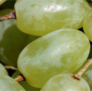Grape Skin Extract Fermented Apple Peel Extract COLD PRESSED SEED OILS n Grape Seed Oil n