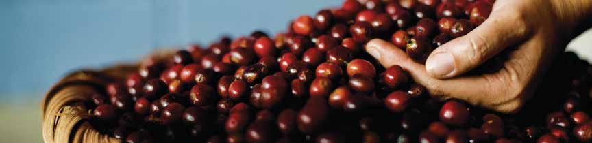 Eight Coffee Producing Regions 8 Regions 8 Flavors Variety to chose from Costa Rica s climate has two seasons: one of moderate rains during the cherry s growth and development; and one of diminished