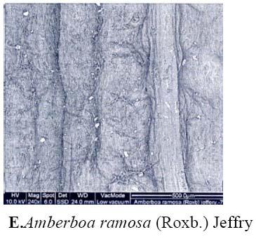 margin irregular, few patches on the surface (G, H & I) Caesulia Roxb.