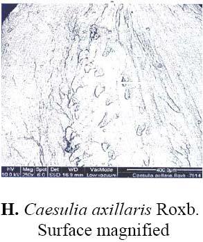 and concave at the apex, hilum basal, surface cellular, cells rectangular, septa