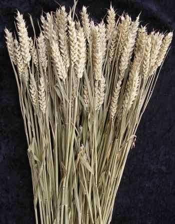 or Potato Russia: Wheat Sweden: Winter wheat Finland: Barley US: any
