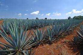 Tequila Mexico s Spirit Definition Spirit produced from the fermented and distilled sap of the blue agave plant History Dates back to 200 CE Geography Can only be made in specific areas of Mexico