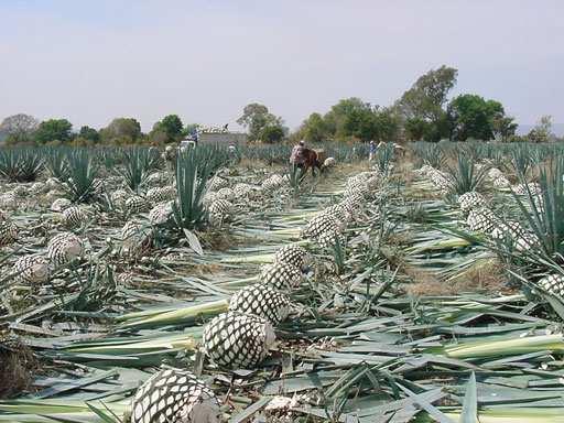 Tequila One Base Material, Two Types One Base Material Blue agave Mature blue agave plant can