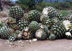 is the part used for tequila it fills with agave juice Two Types 100% Agave Must be 100% blue