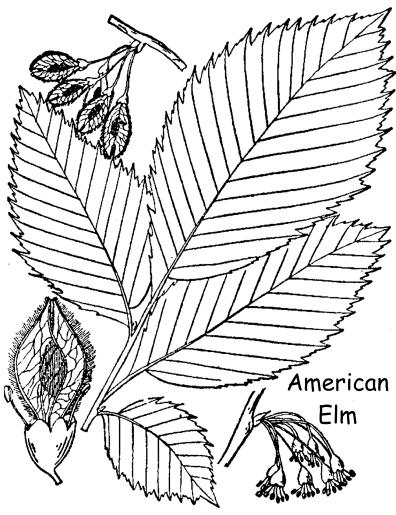 Less common in New Hampshire, the basswood tree has a relatively large heart-shaped leaf, which is slightly asymmetrical at the base.