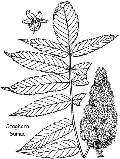 Post 30. The final numbered post marks a staghorn sumac shrub. Staghorn sumac is a tall shrub which invades old fields.
