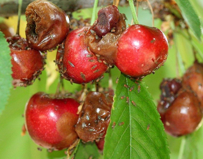 Both cherries and blueberries are hosts for SWD, and both crops have experienced commercial crop loss in California (Lee et al. 211; Walsh et al.