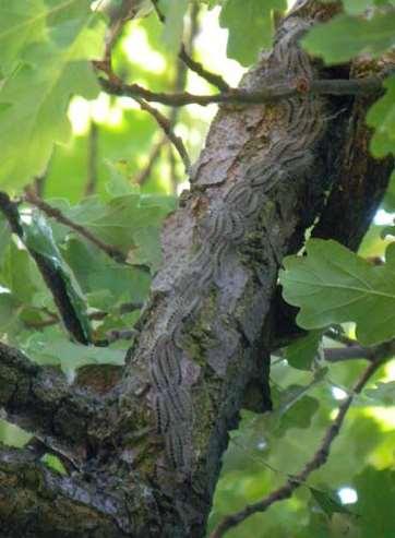 Oak Processionary Moth ( Photo Ralph