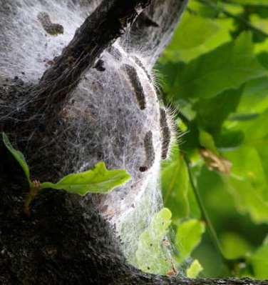 Photo Ralph Parks and FR Distinctive white, silken webbing nests anywhere